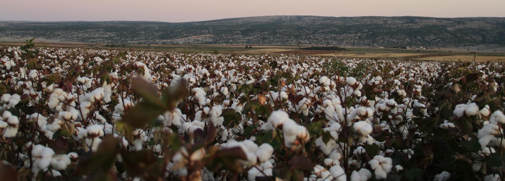 Cotton field © Better Cotton Initiative