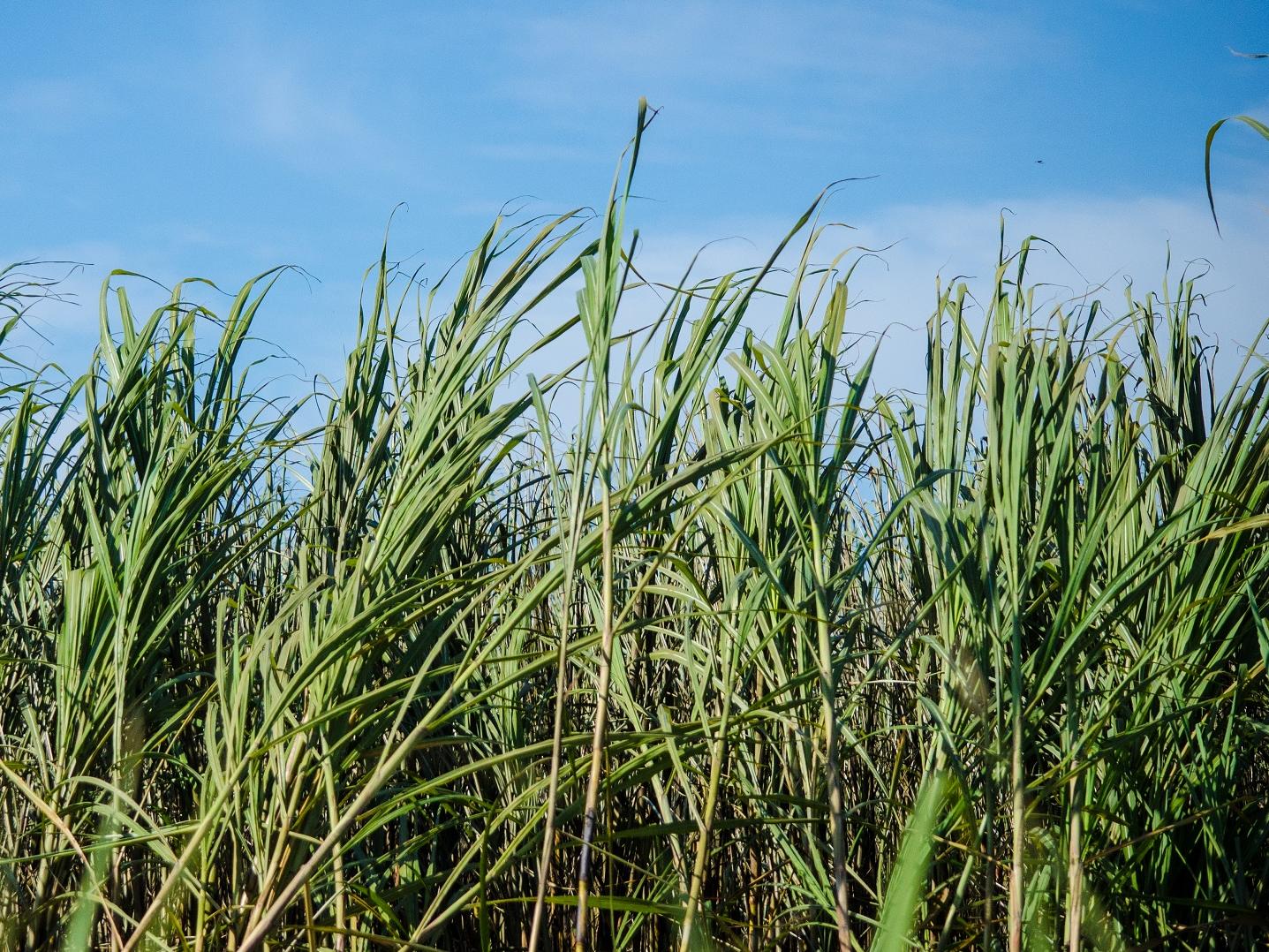 Sugar cane field © Bonsucro