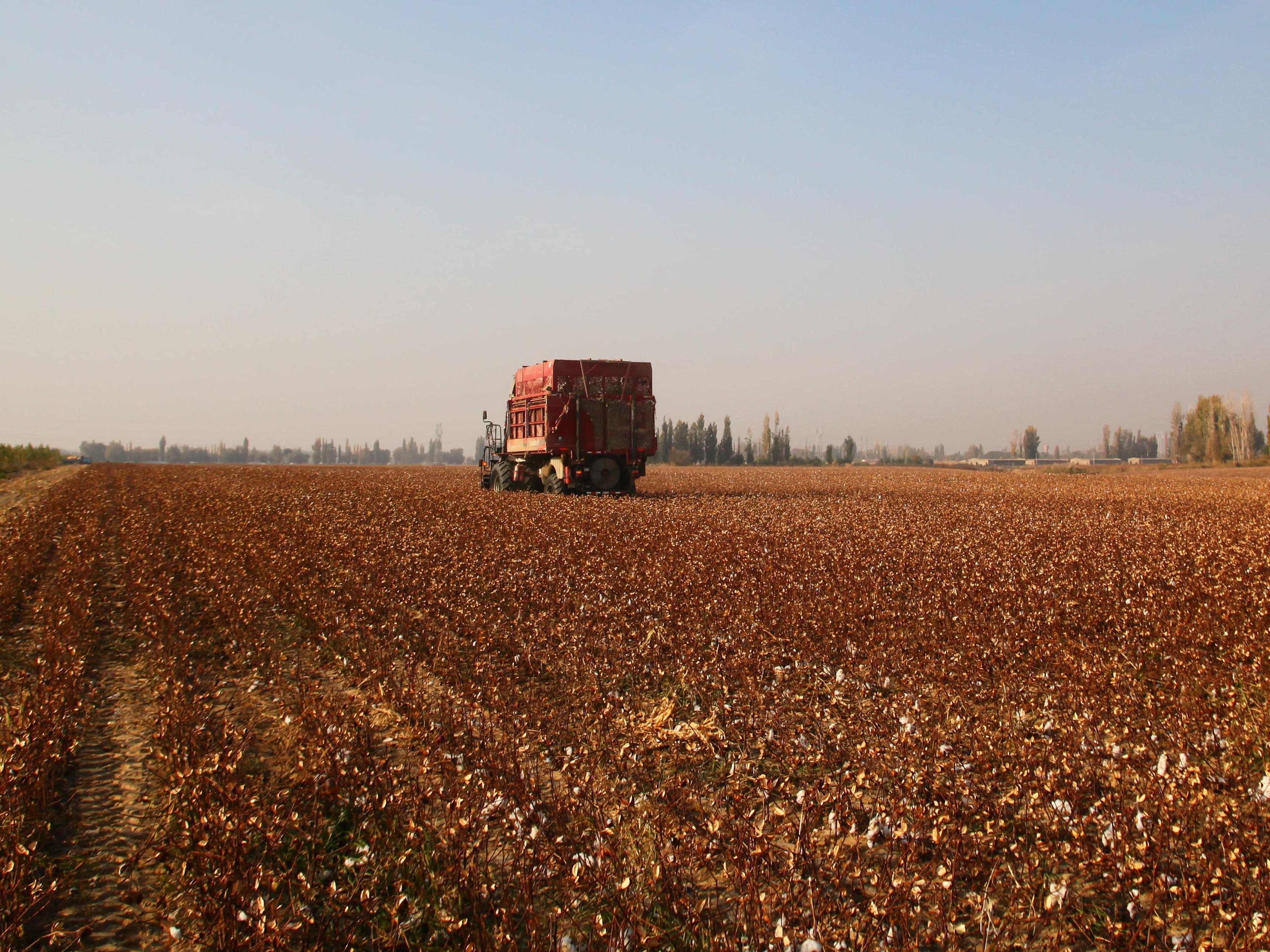 Harvesting cotton © Better Cotton Initiative