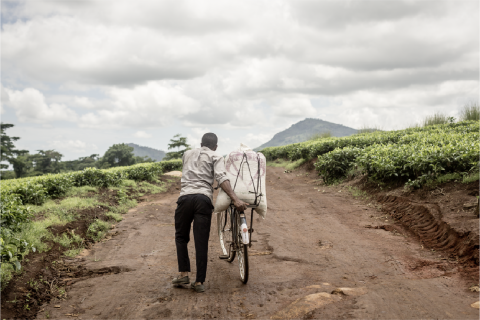 Worker in a tea plantation in Sukambizi, Malawi © Martine Parry for Fairtrade Foundation