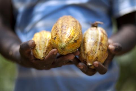 Cocoa, Ivory Coast © Marco Garofalo for Fairtrade