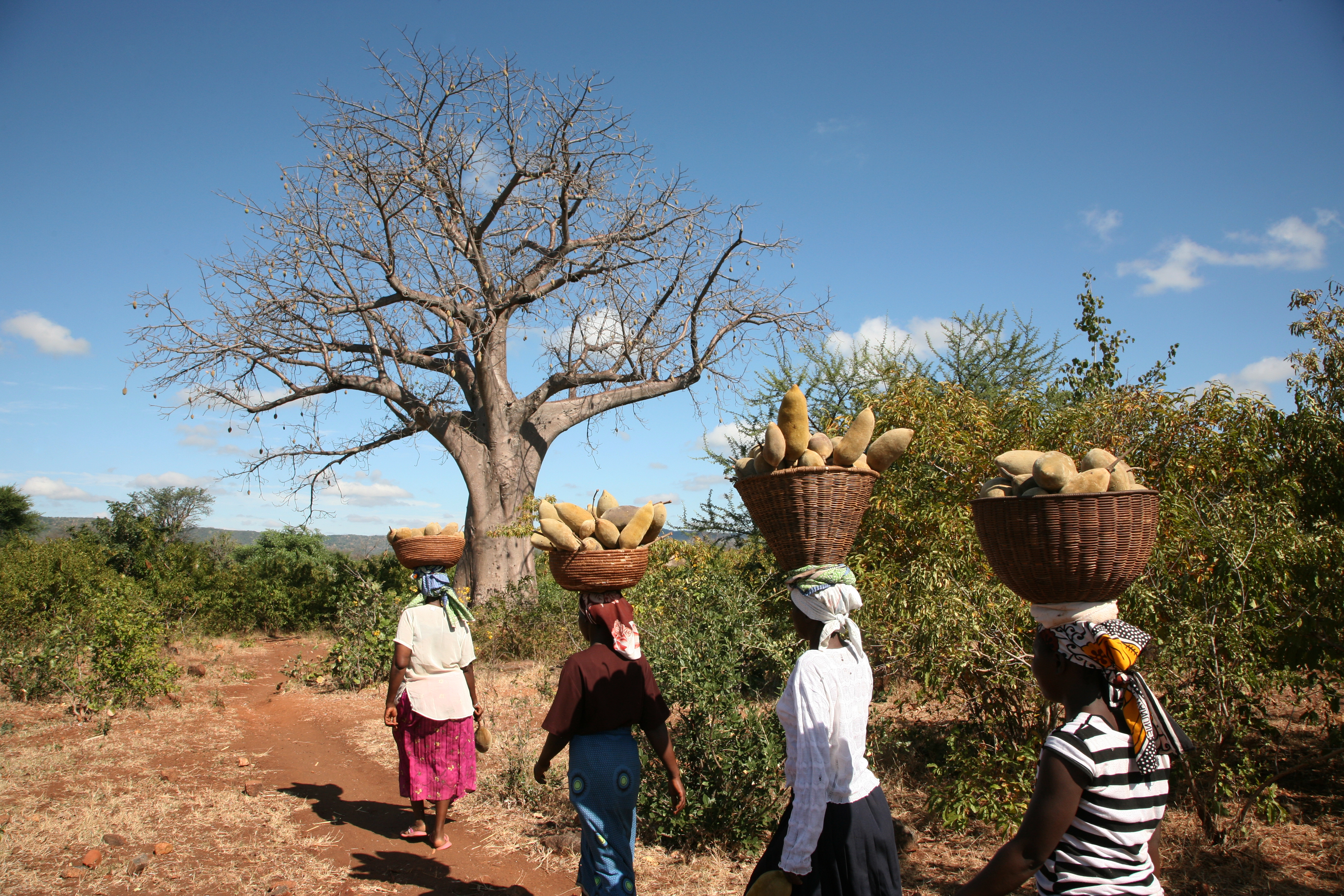 Carrying baobab © UEBT