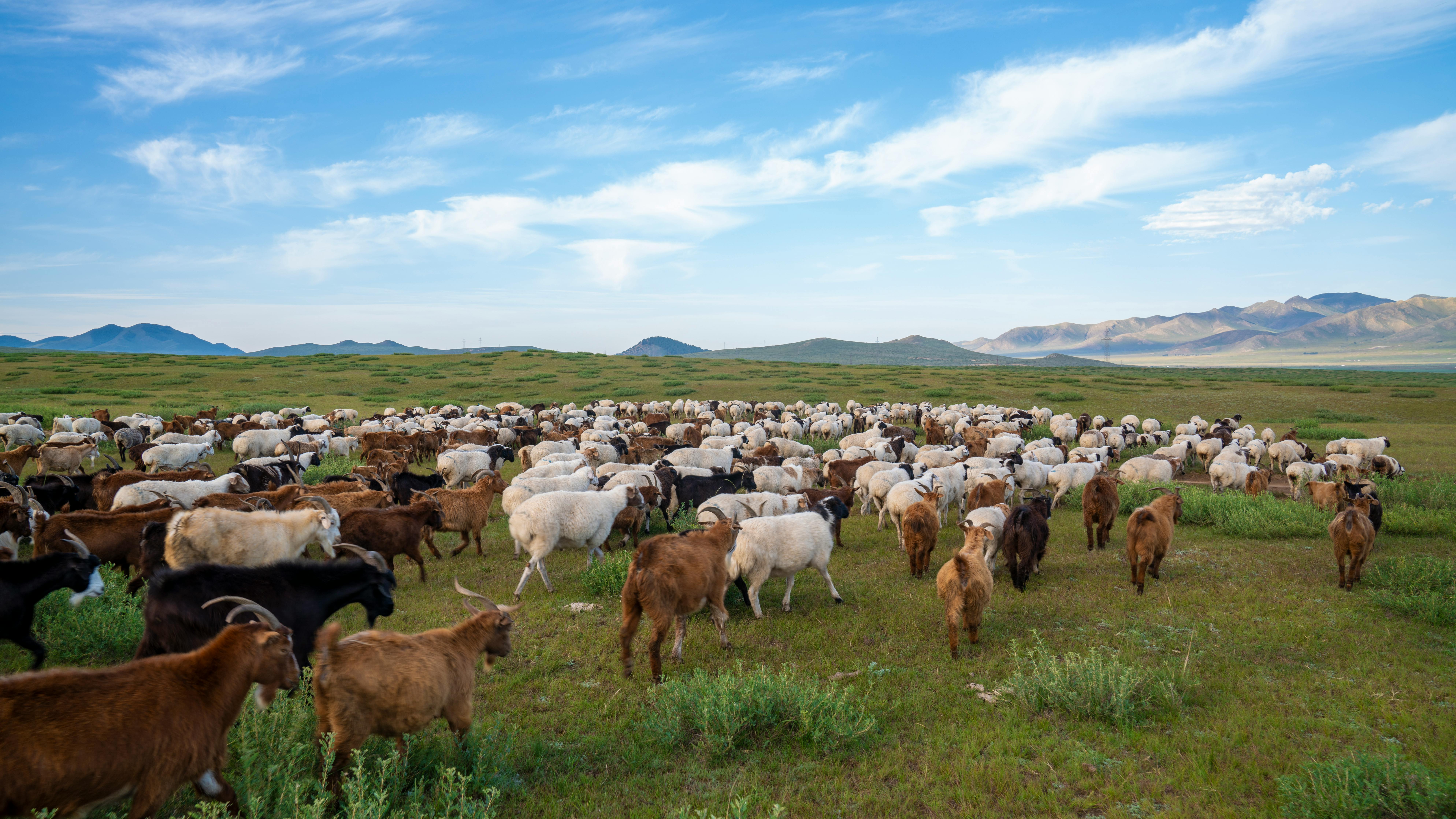 Goats © Pexels
