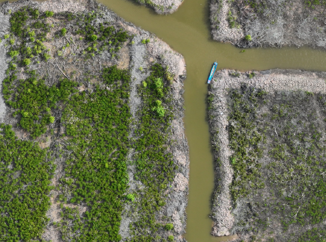 Mangrove reforestation