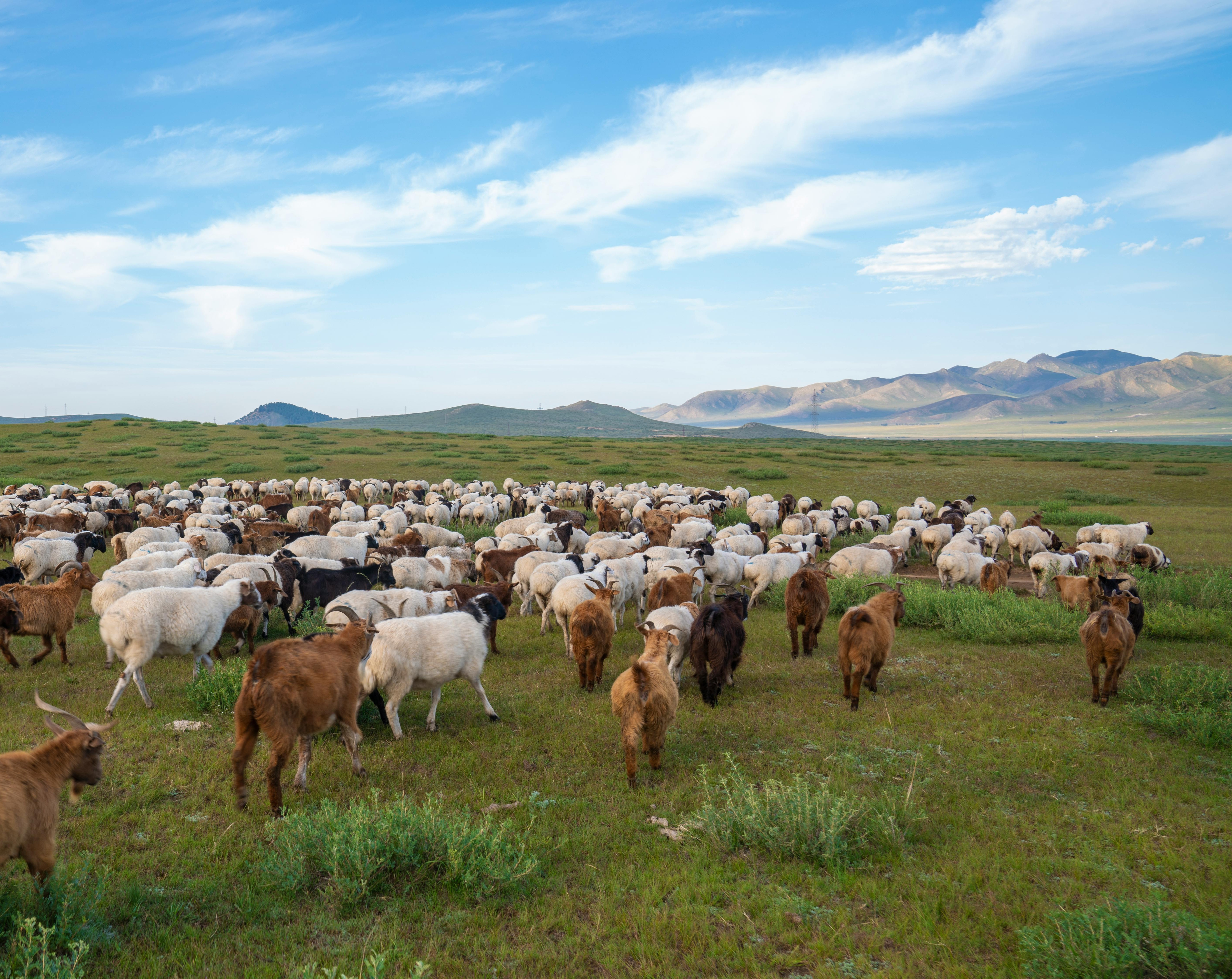 A herd of goats travelling from left to right across a green open space