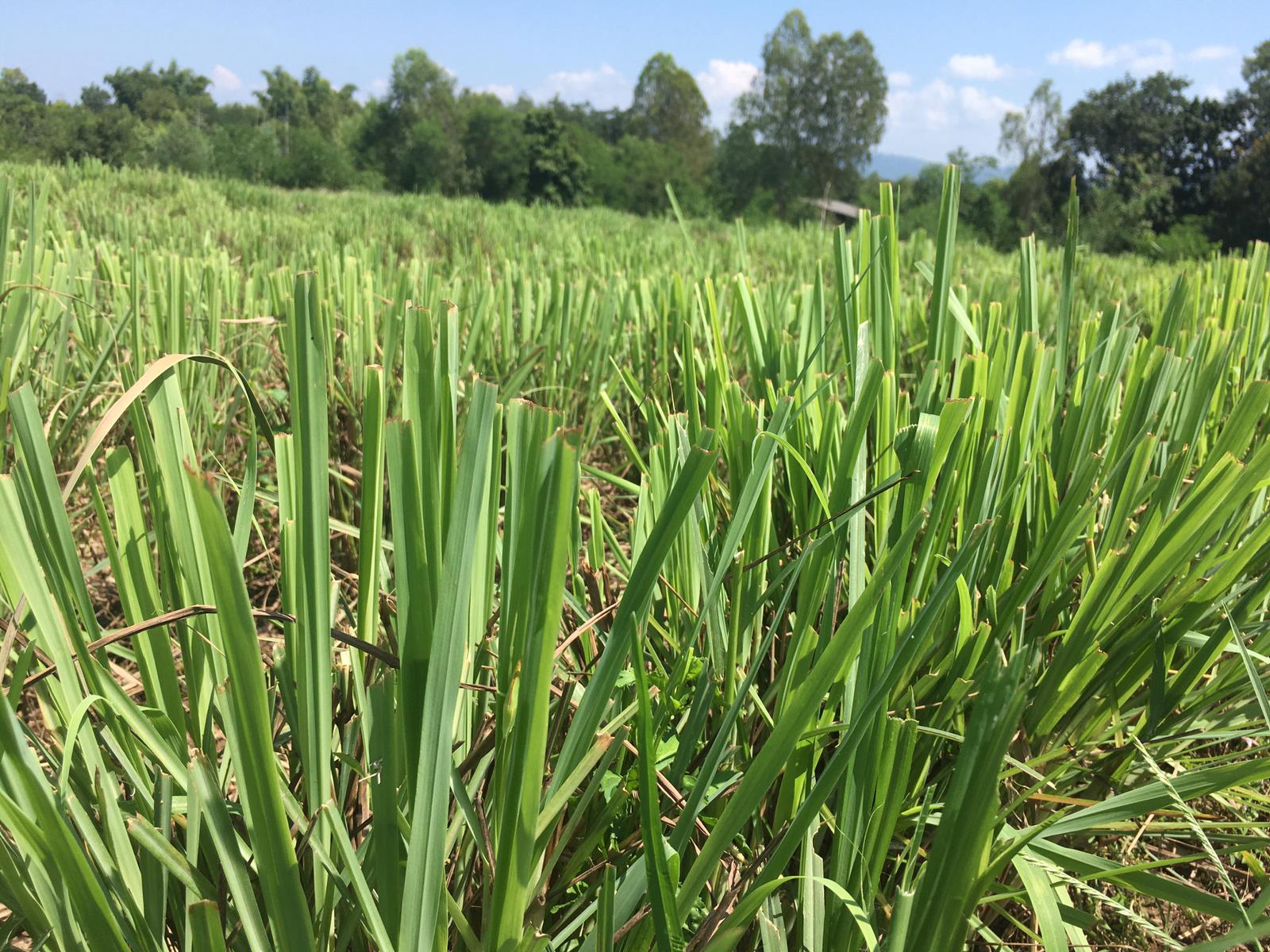 Lemongrass, Thailand © UEBT