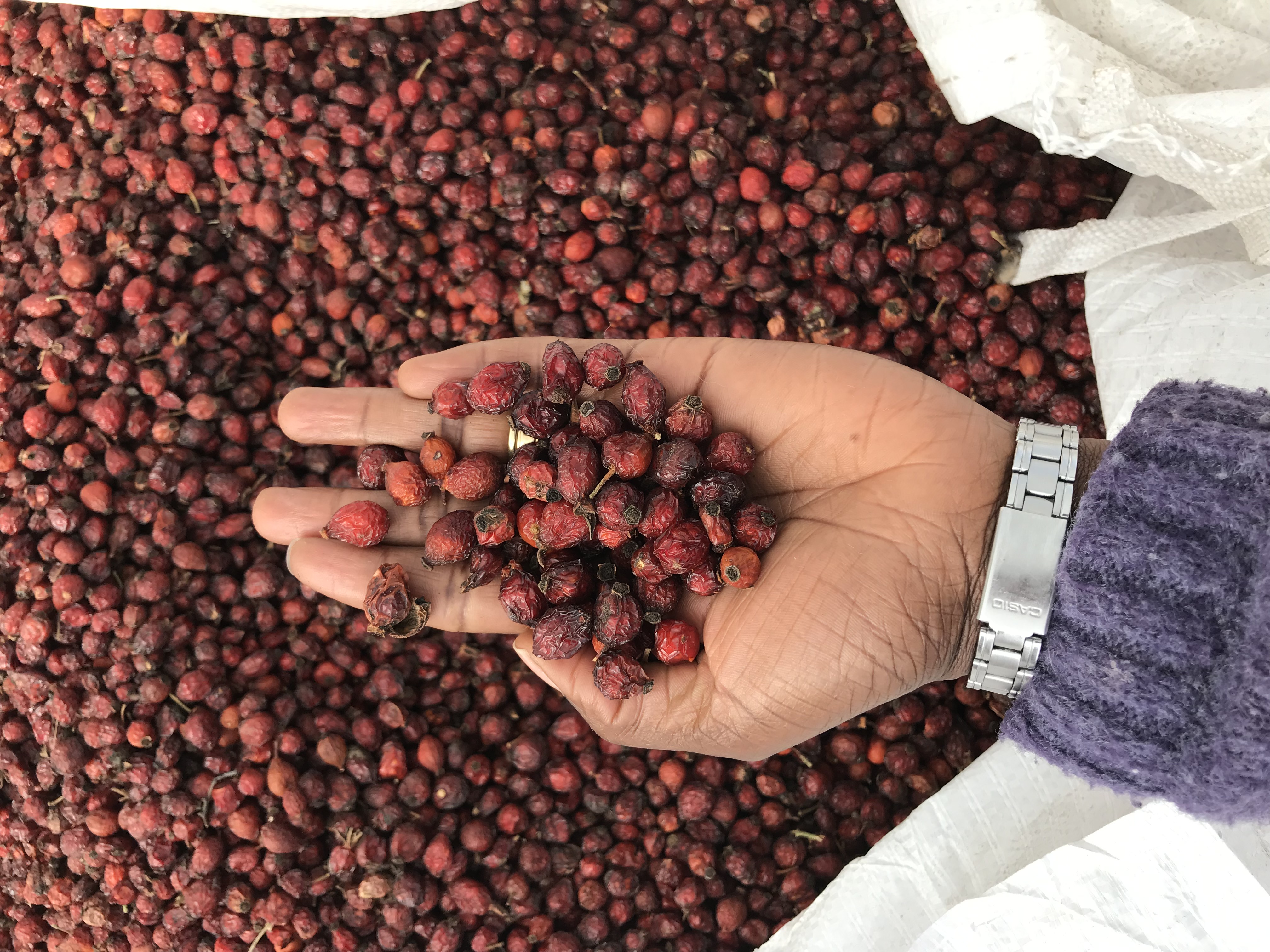 Rosehip,Lesotho © UEBT