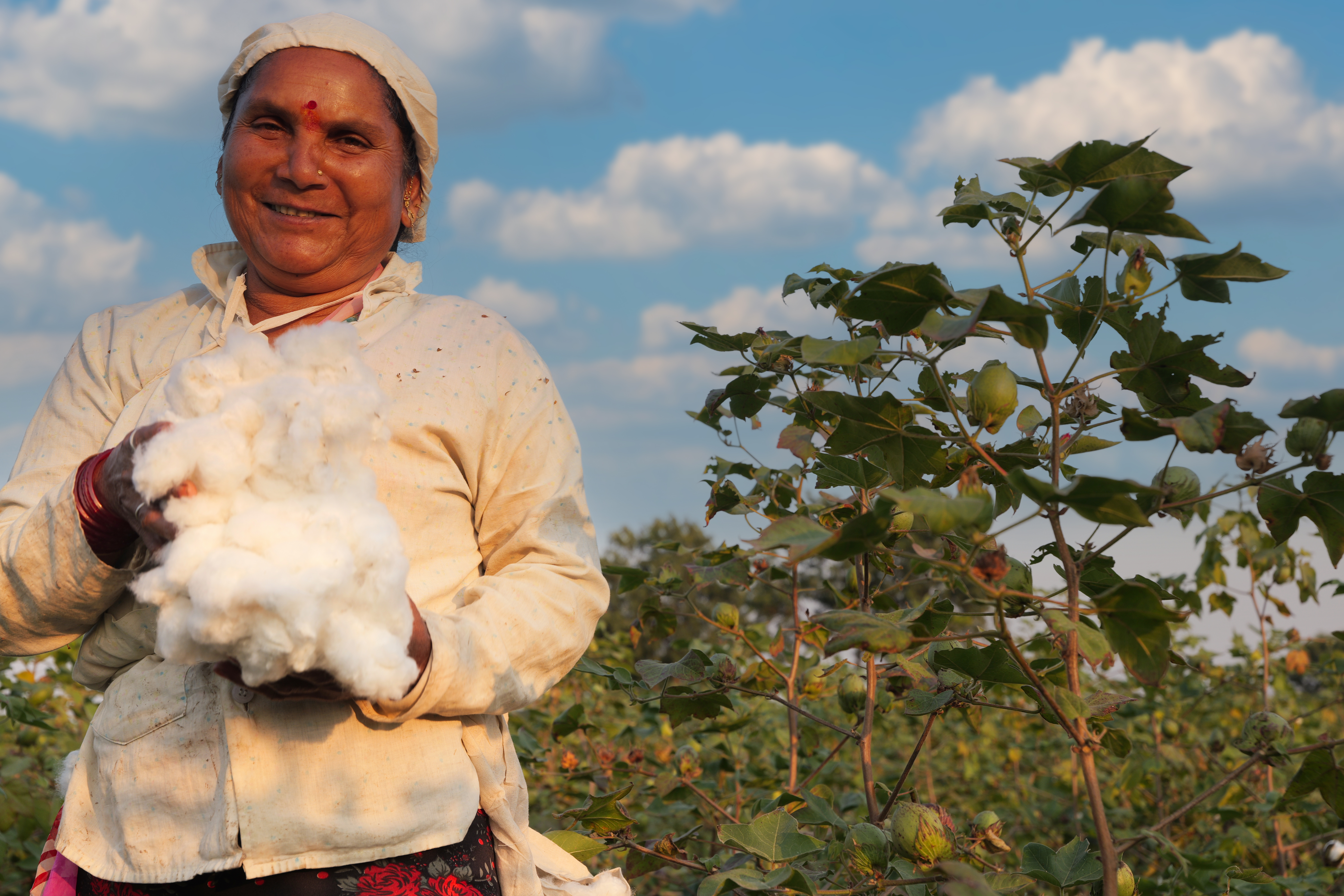 A cotton farmer standing to the left of the image, holding a bunch of cotton, with a field of plants in the background.