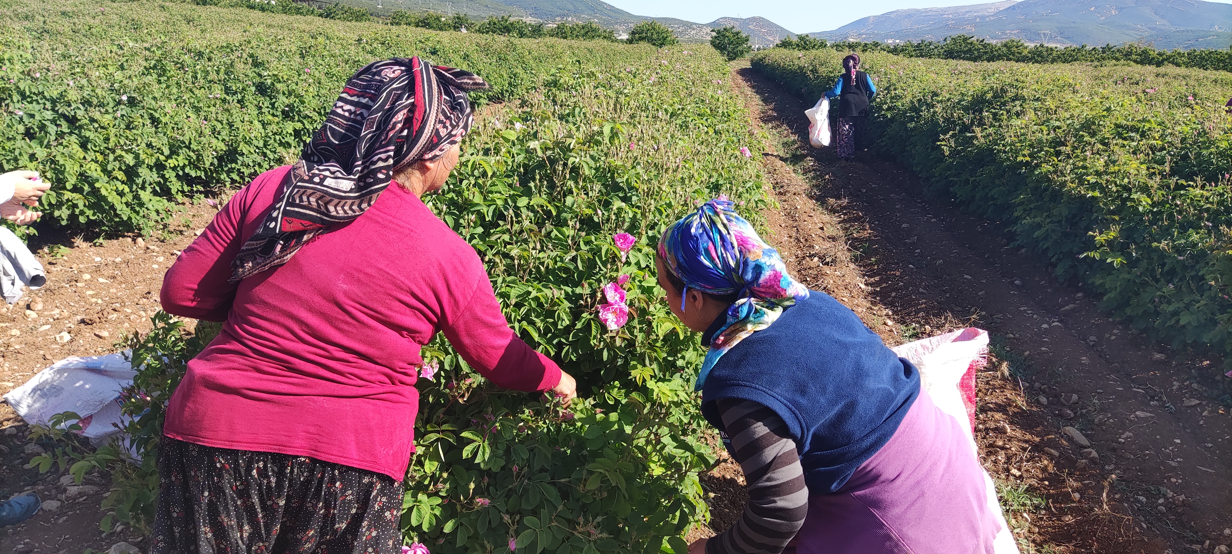 Two female rose farmers harvesting from a rose bush