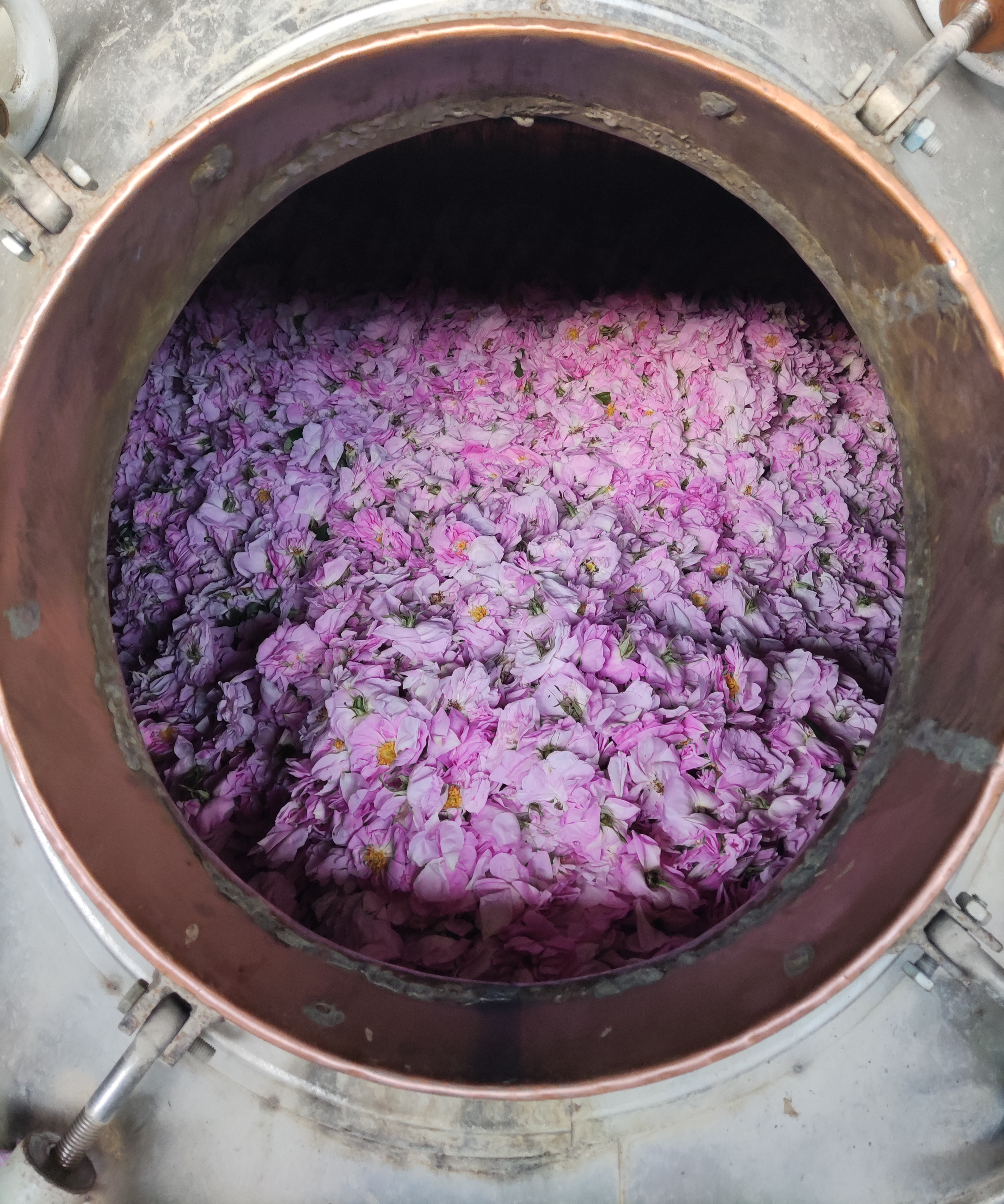 Harvested pink roses in a barrel
