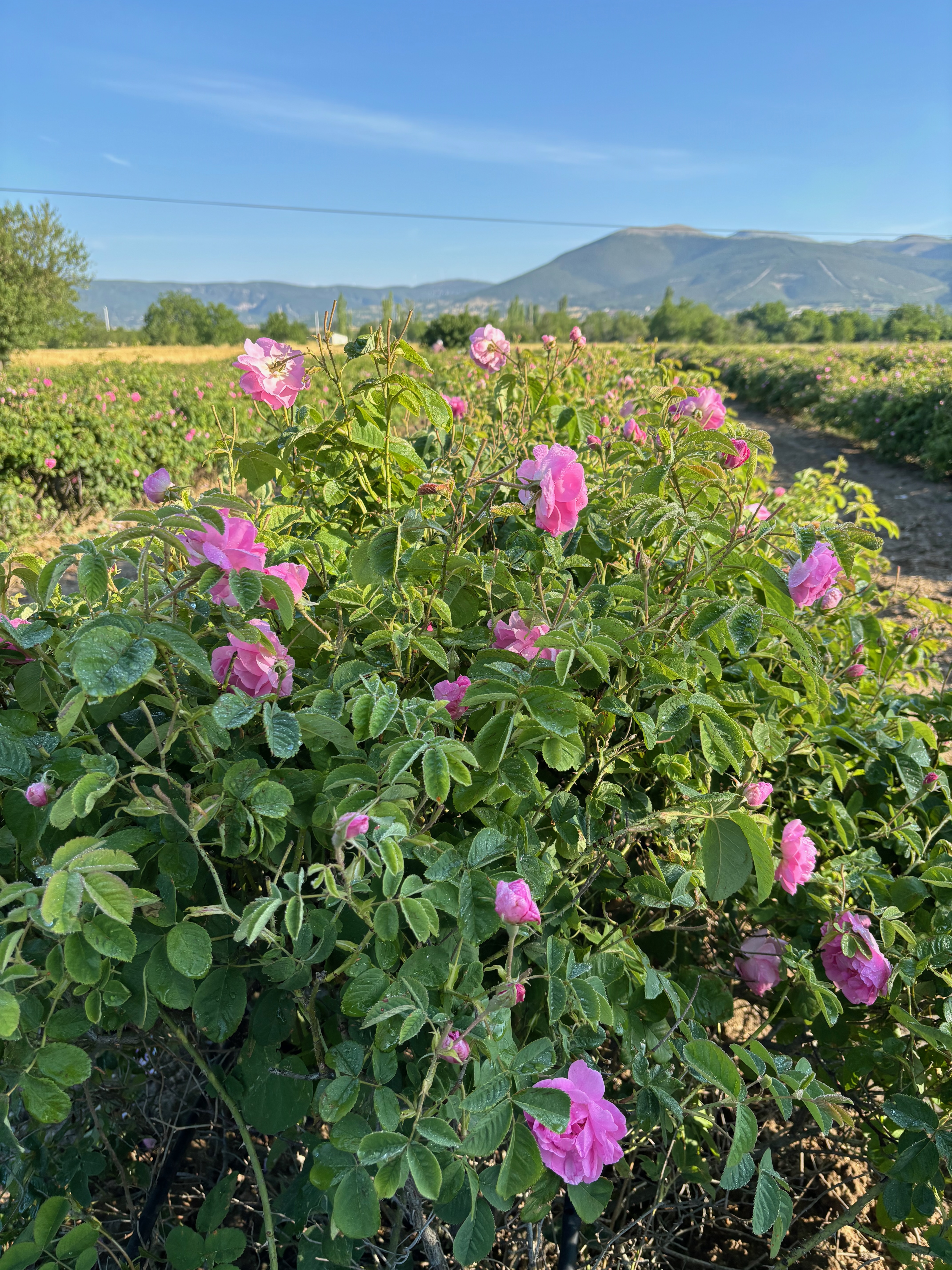 Pink rose bush on a farm, with mountains and blue sky in the background