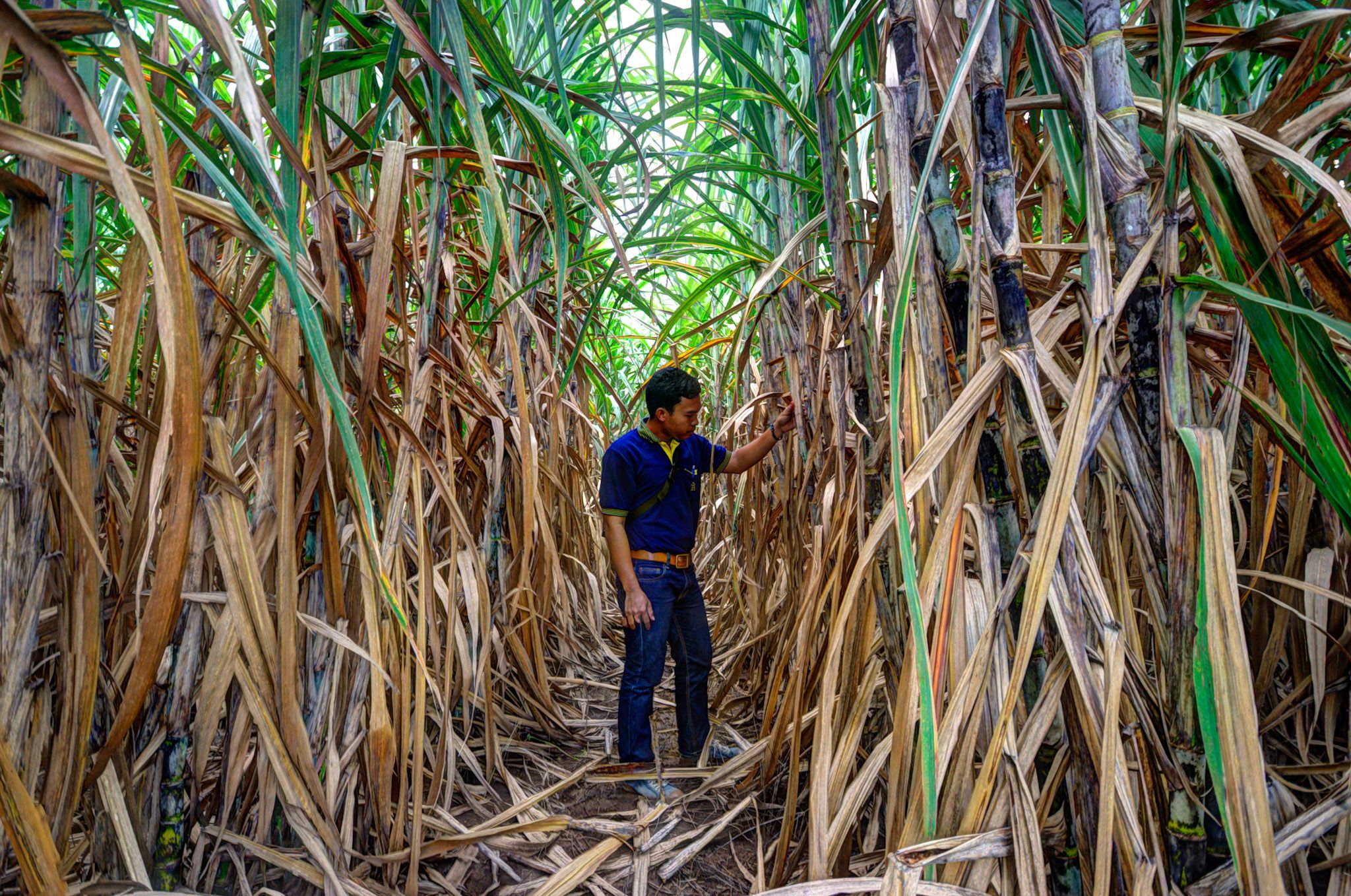 A worker in a blue and yellow polo shirt, brown belt, blue jeans and blue trainers inspects a sugarcane stem, stood between two rows of the plants which are twice his height.
