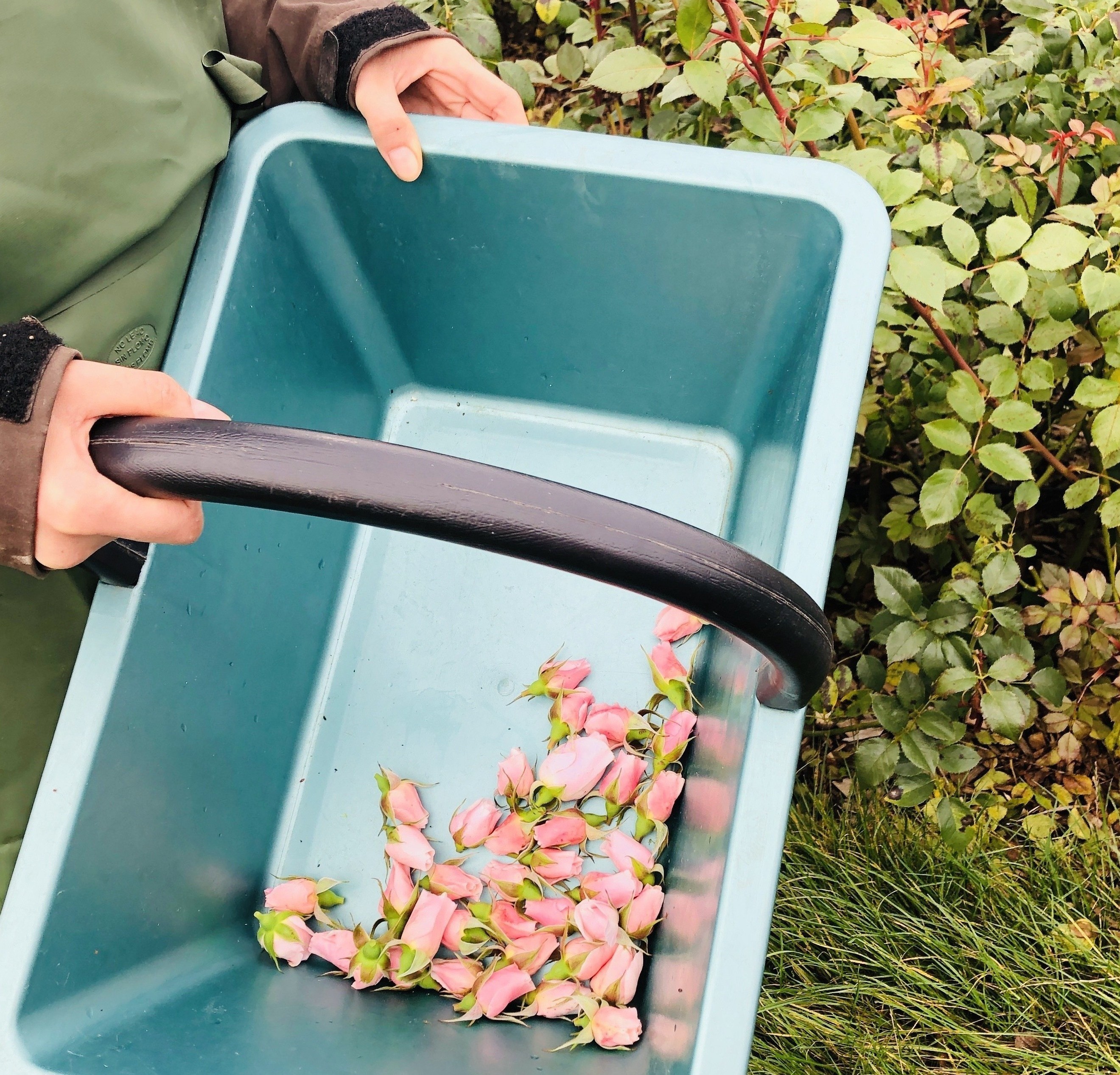 Freshly picked roses in a green plastic basket held by a worker