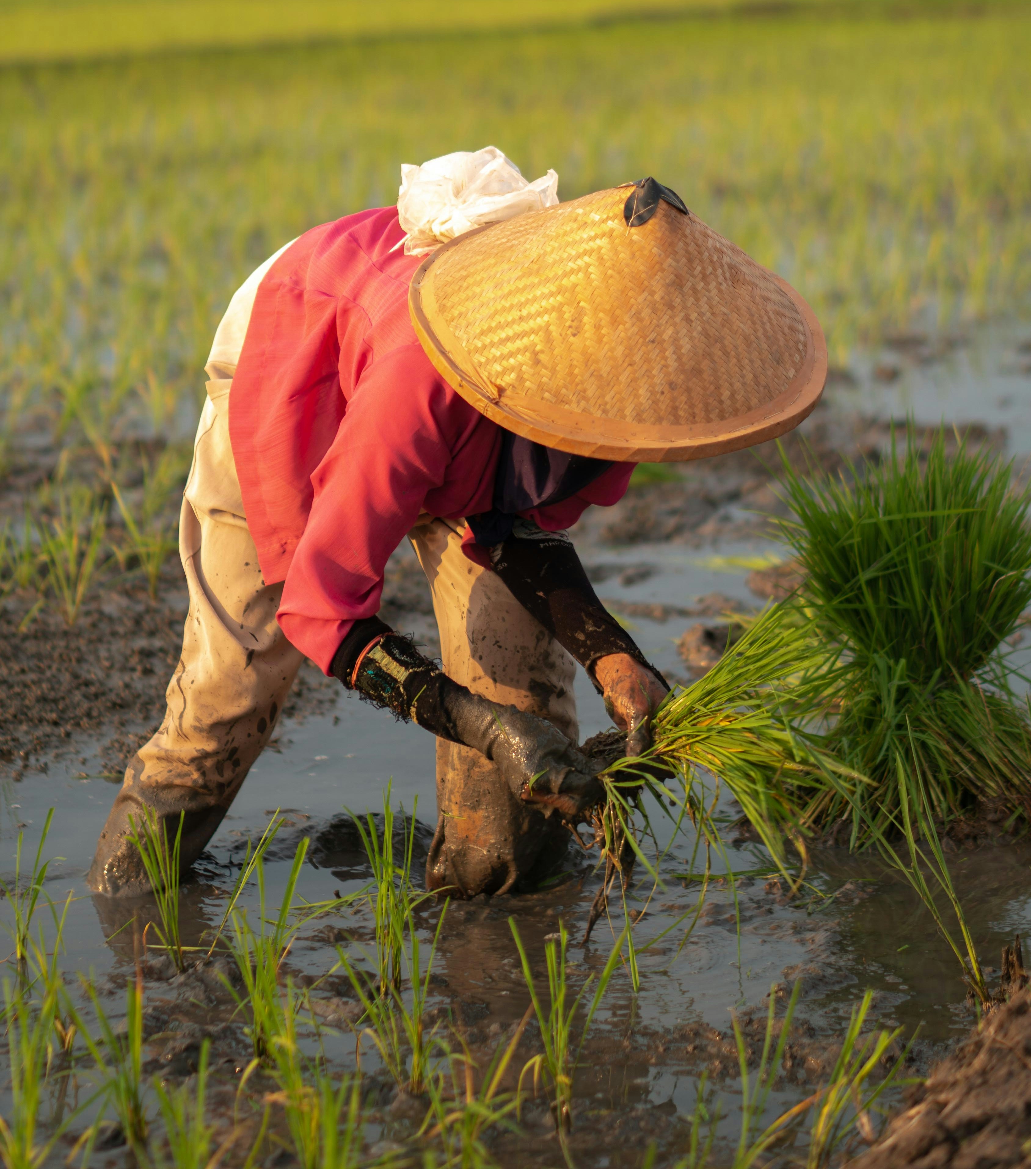 Man harvesting rice in paddy field wearing Asian conical hat