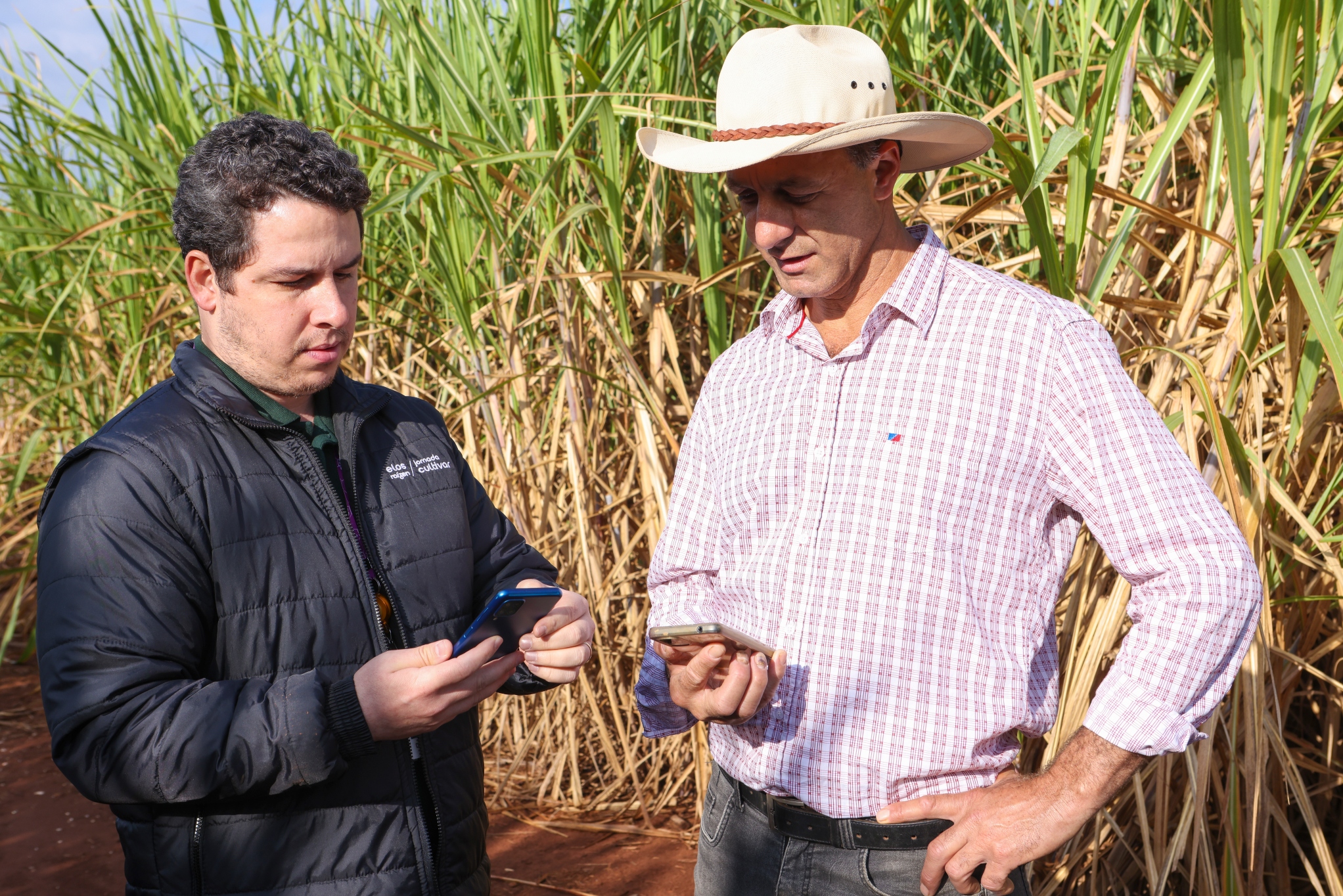Two men stand in a sugarcane field holding handheld devices. 