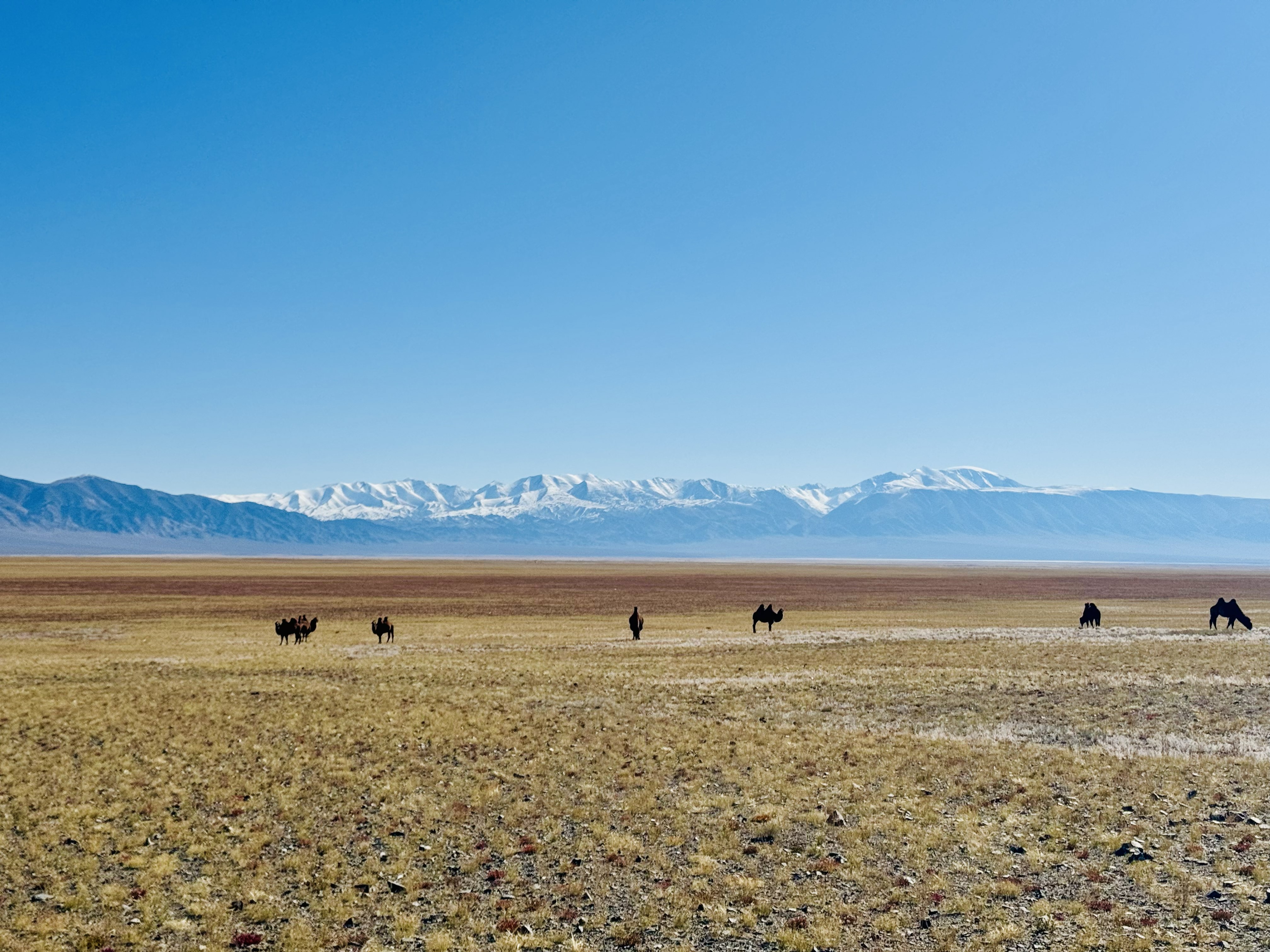 An arid landscape with camels traveling left to right in the distance.