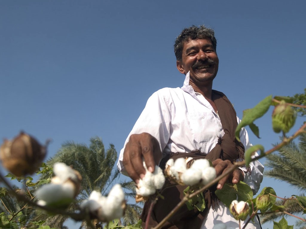 Male cotton farmer on Indian cotton farm