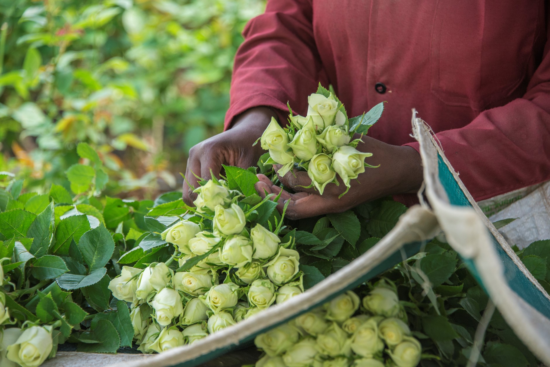 Person gathering green and white flowers into bunches on a flower farm