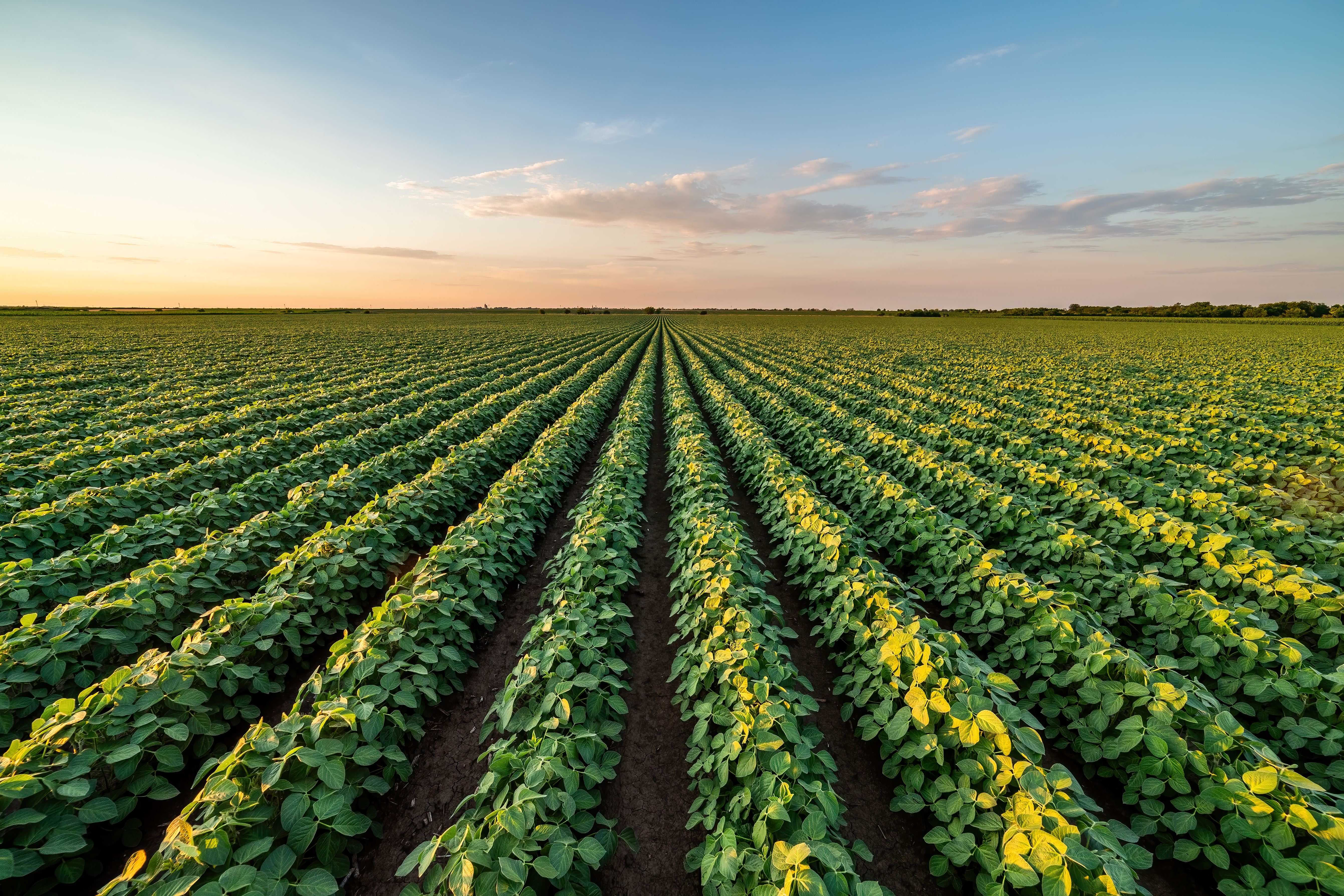 Rows of soy plants stretch into the distance, illuminated by the sunset.
