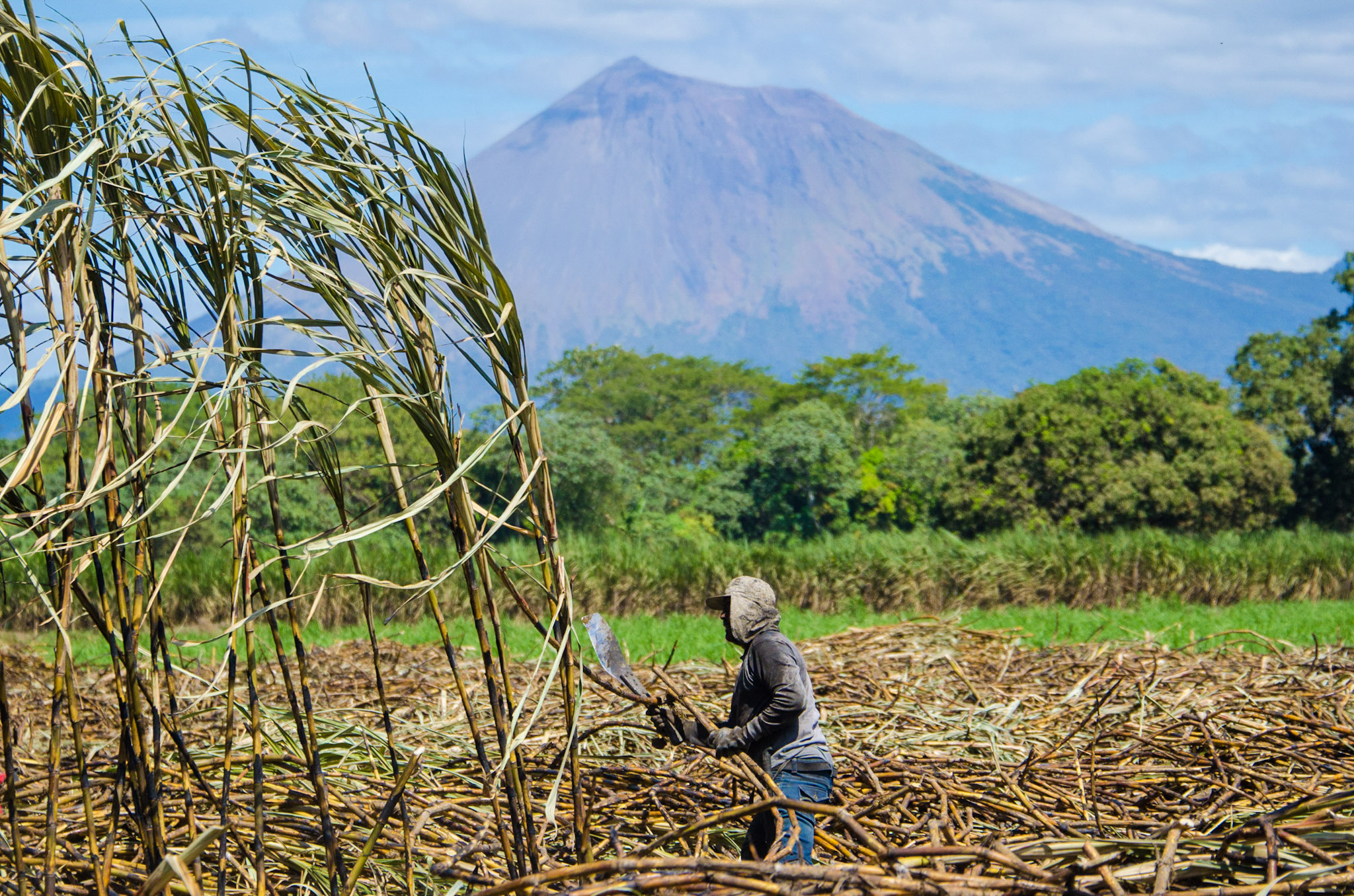 A worker in a baseball cap, head covering, grey long-sleeved shirt, gloves, and blue jeans uses a machete to harvest tall sugarcane plants in a field bordering forest against the backdrop of a mountain which stretches to the sky.