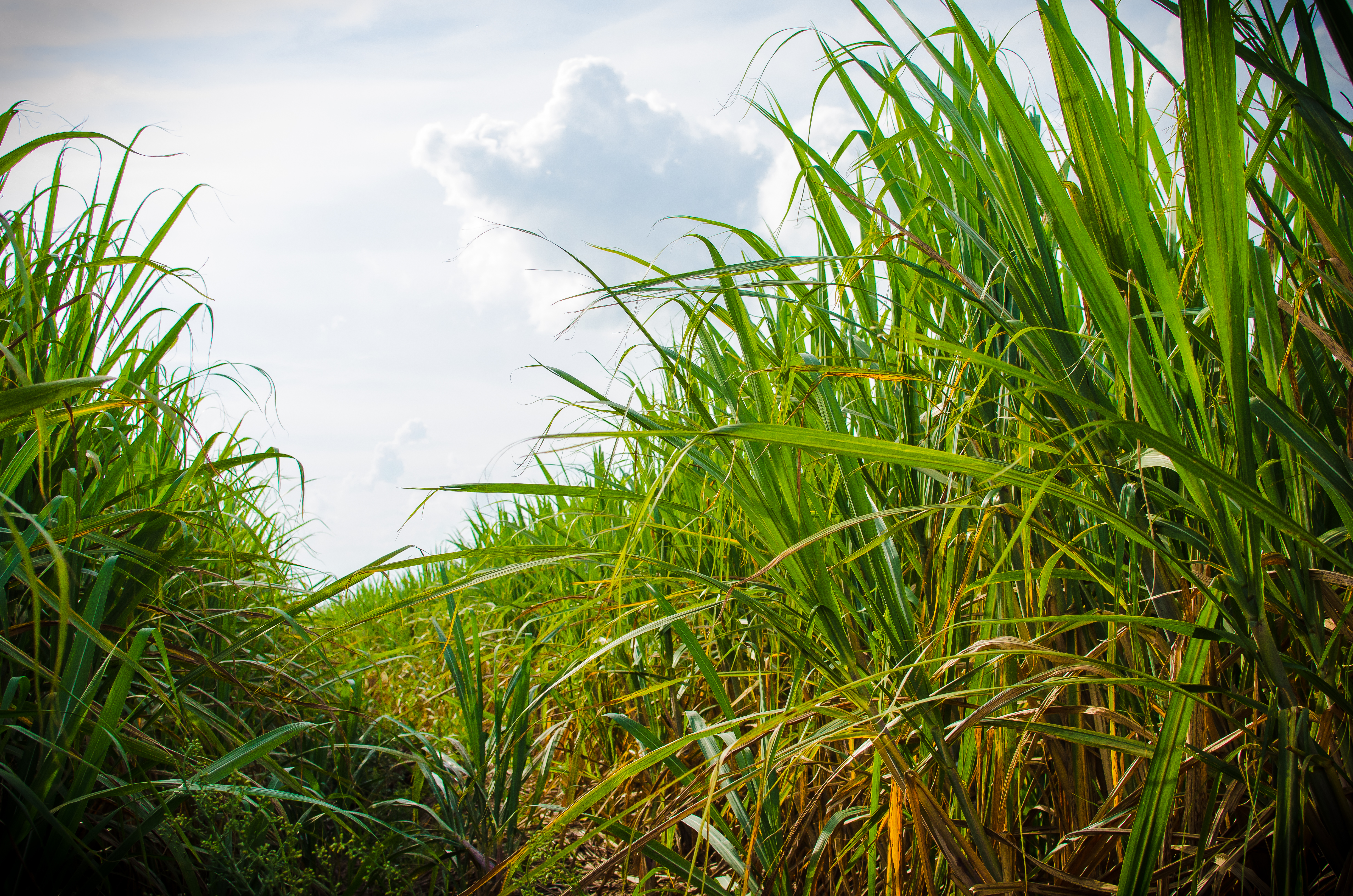 Tall sugarcane plants stand in rows beneath a sky of white fluffy clouds.