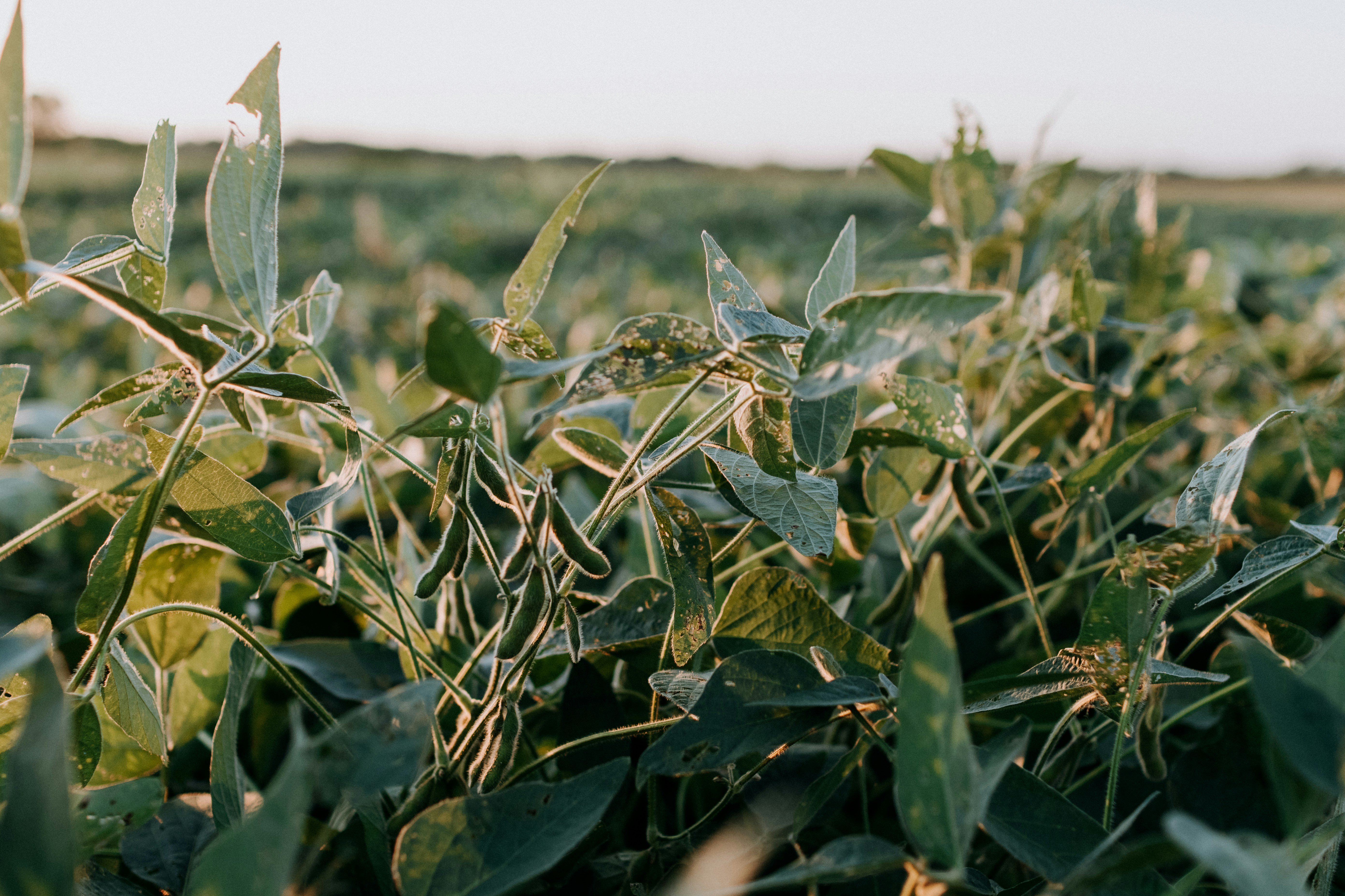 A row of soy plants are backlit by the golden light of the sun.