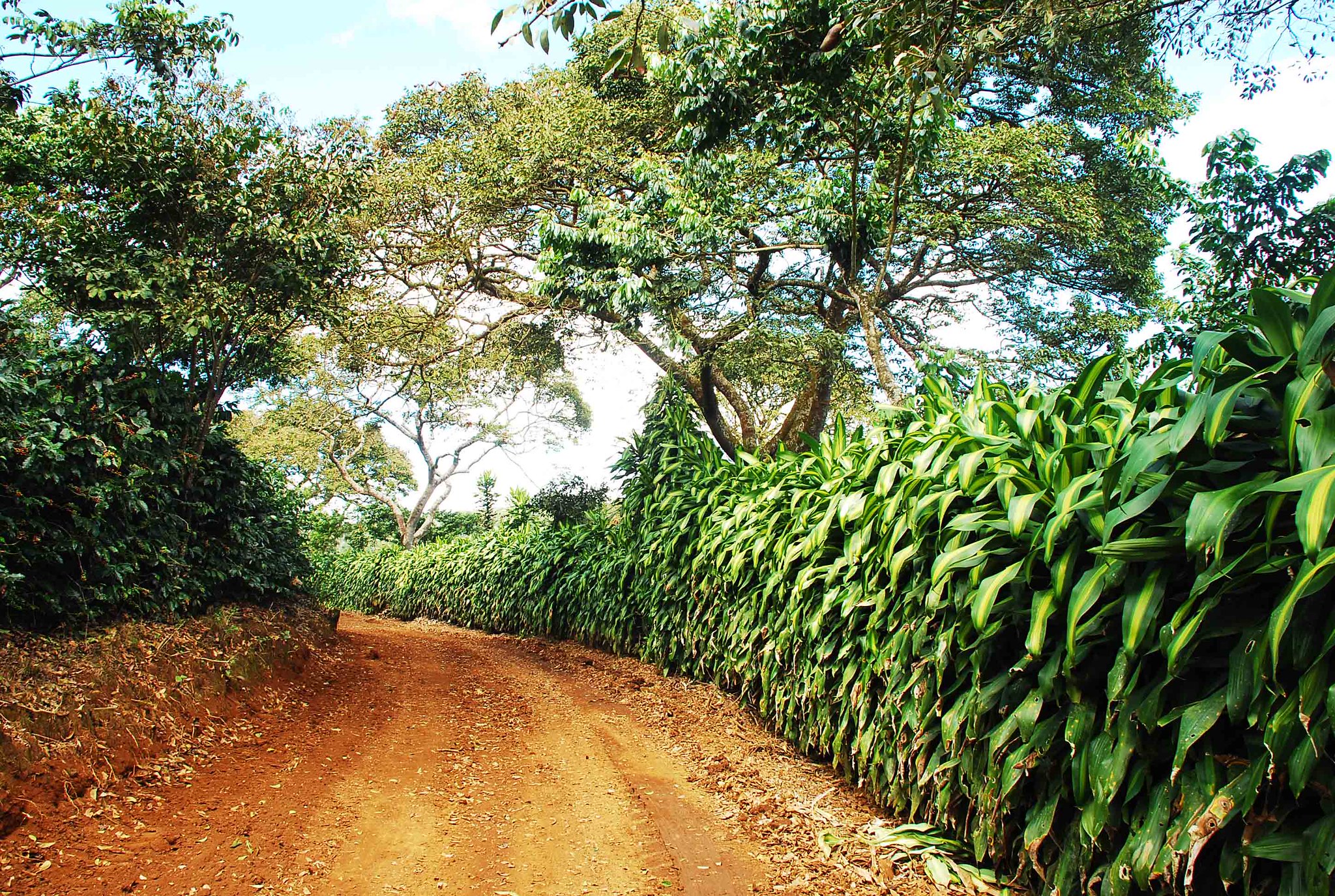 Natural Vegetation Walls, Charlie Watson 2010 Rainforest Alliance