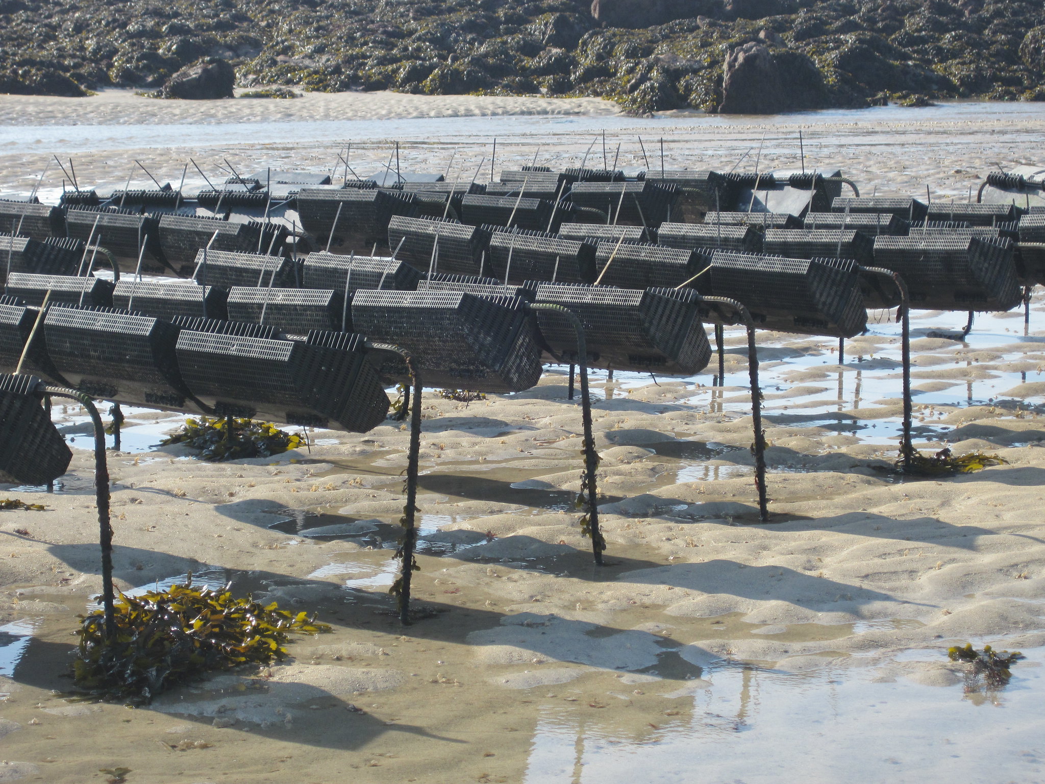 Oysters © Jersey Sea Farms
