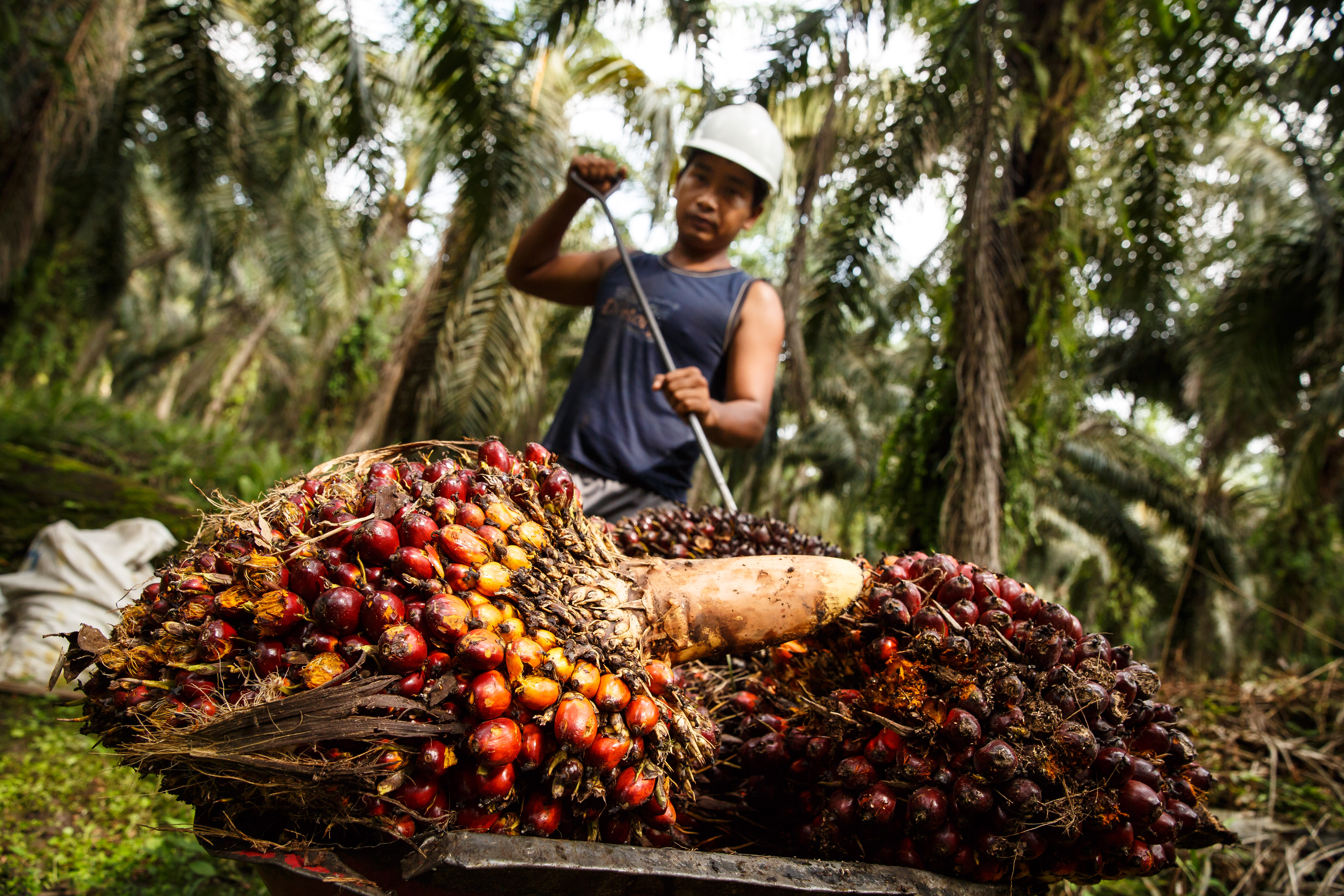 Worker using tool to farm palm fruit &copy; Jonathan Perugia for Roundtable for Sustainable Palm Oil