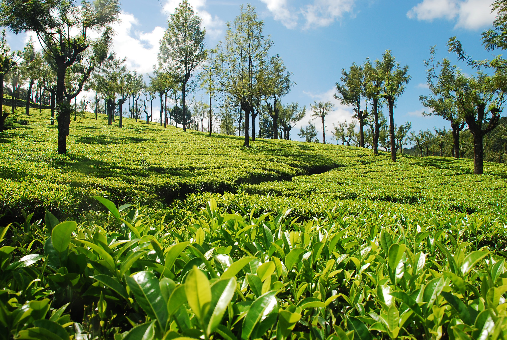 Tea Estate ©Charlie Watson, Rainforest Alliance 2006