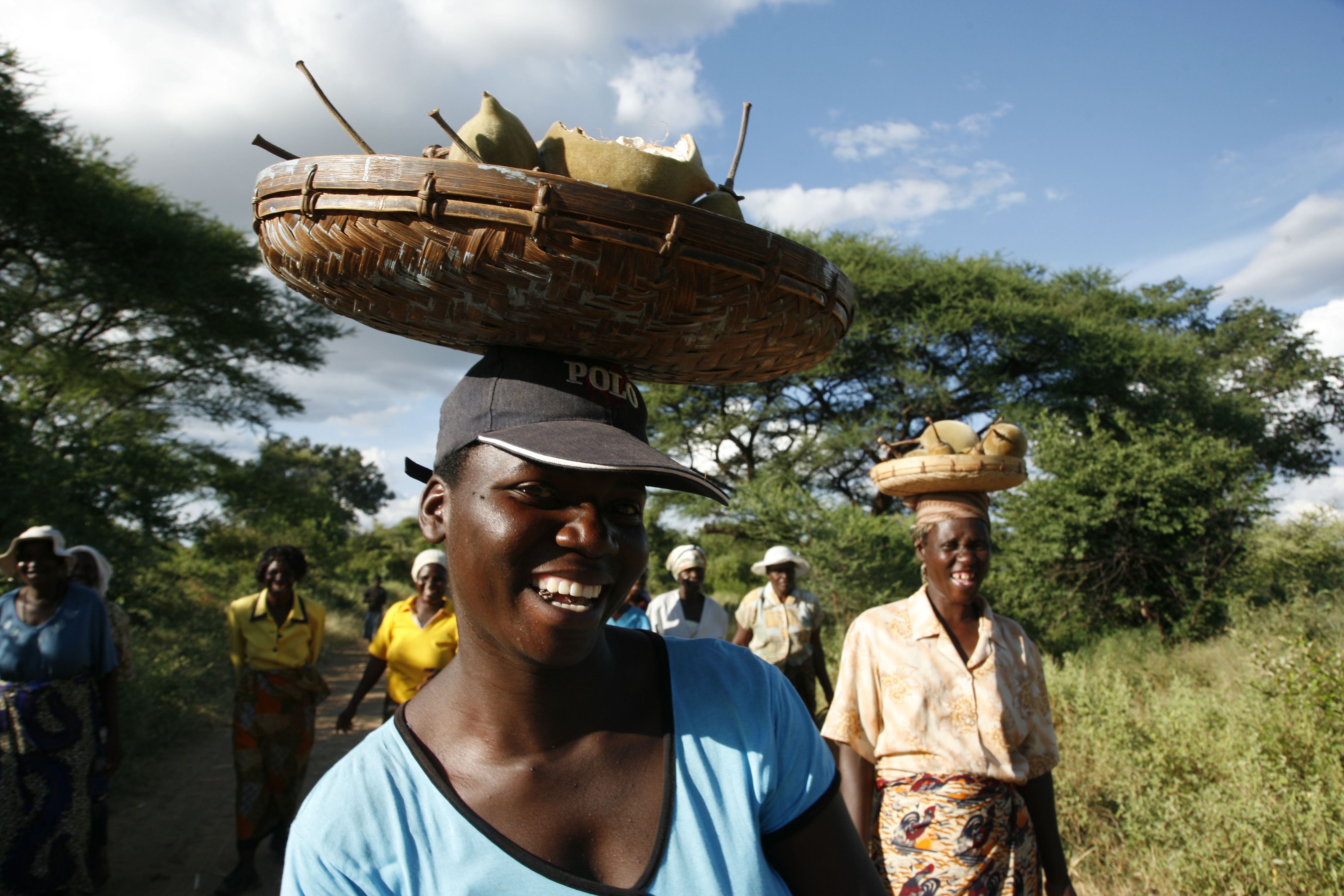 Muzarabani women harvesting baobab