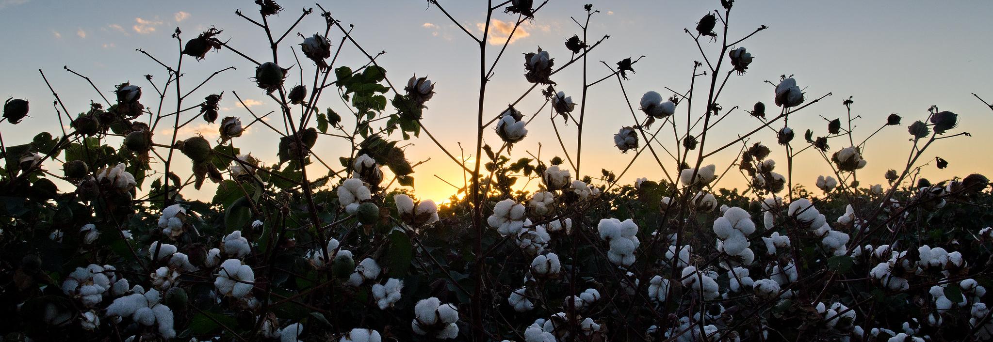 Cotton field, USA © BCI