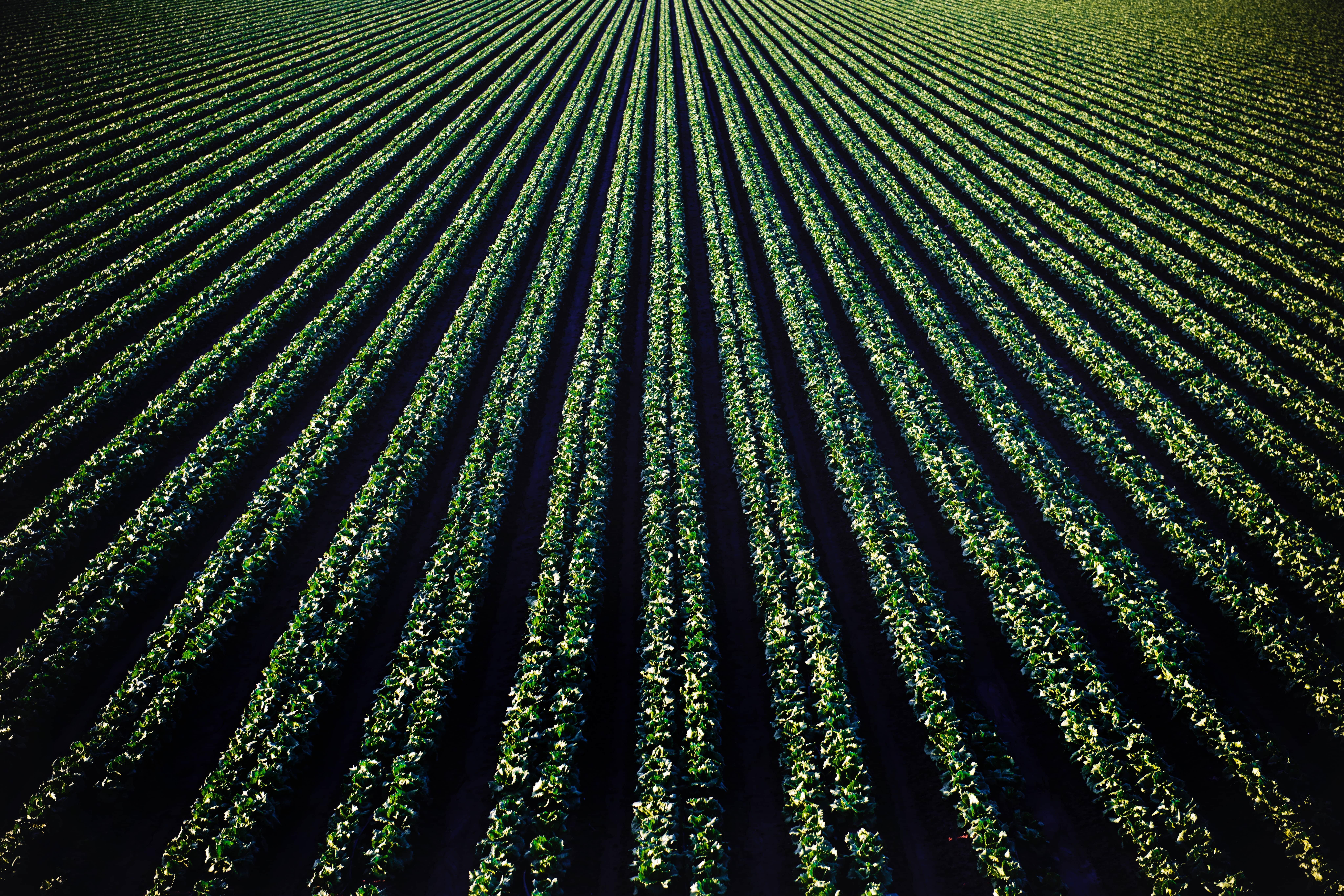 Uniform rows of green crops from above