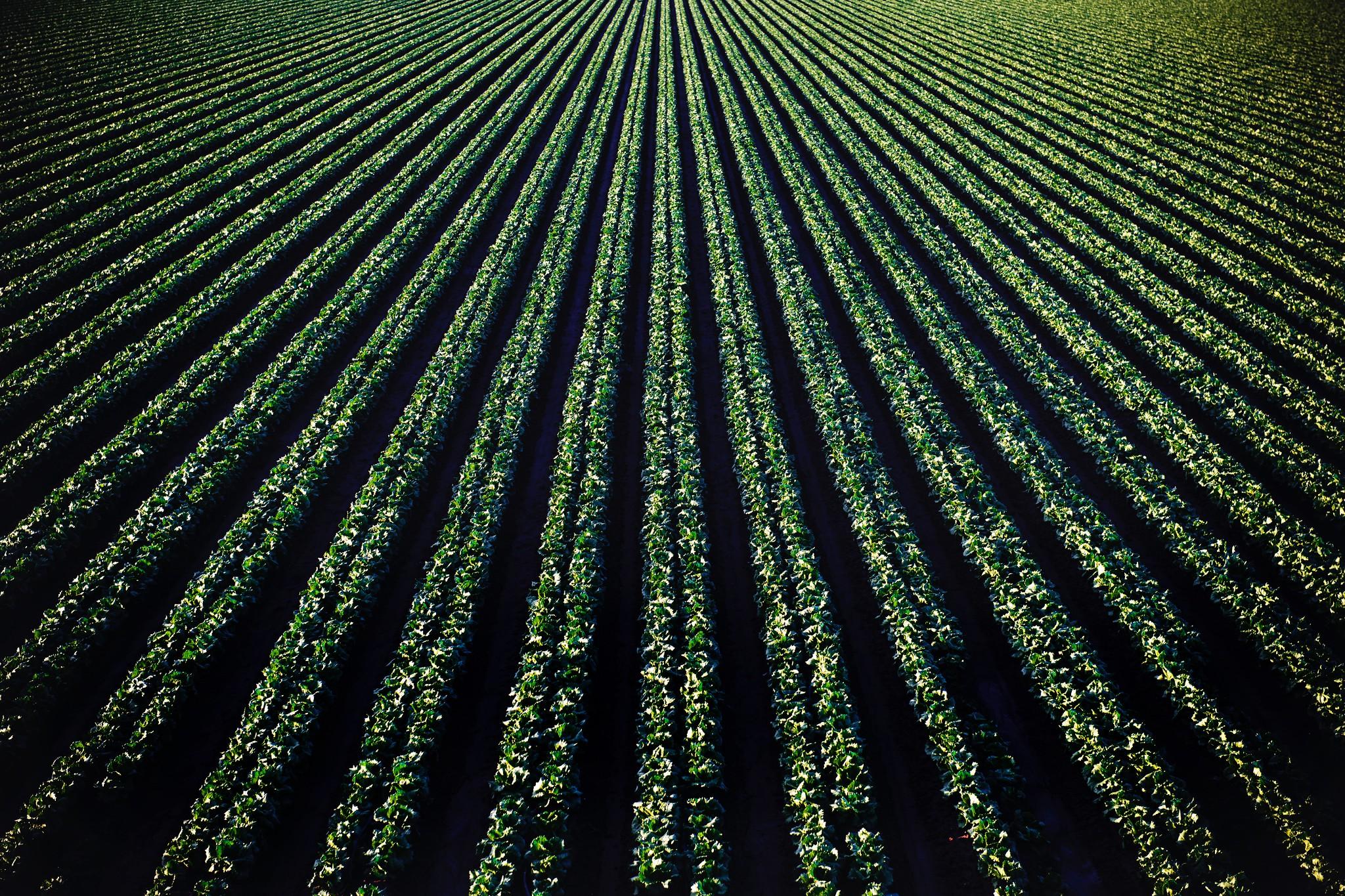 aerial view of crop
