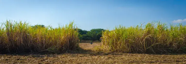A worker in a green hat and green and yellow outfit is walking in the distance with a blue container in each hand in the gap between two rows of sugarcane in the foreground