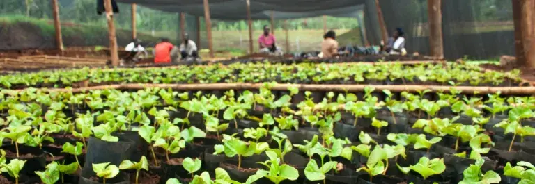 Coffee growing in long stretches of soil with people in the background © UTZ CERTIFIED
