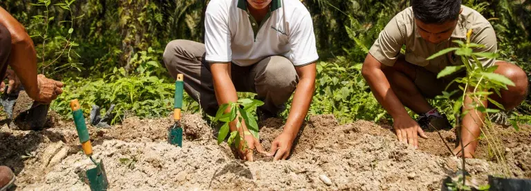 Natural pest control © Jonathan Perugia for Roundtable for Sustainable Palm Oil