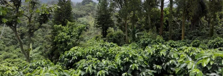 Guatemala coffee plantation &copy; Rainforest Alliance
