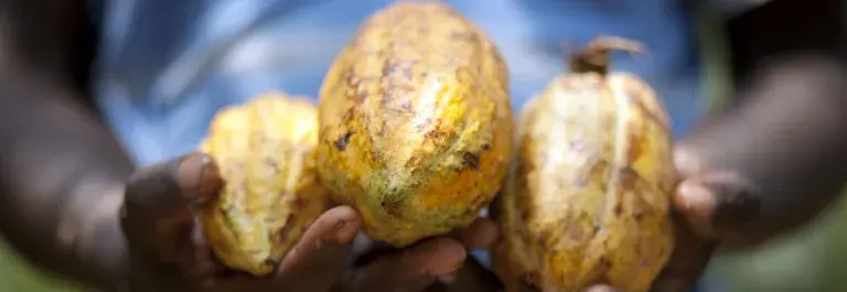 Cocoa, Ivory Coast © Marco Garofalo for Fairtrade