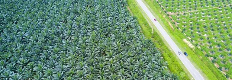 Palm oil plantation © asnidamarwani, Adobe stock