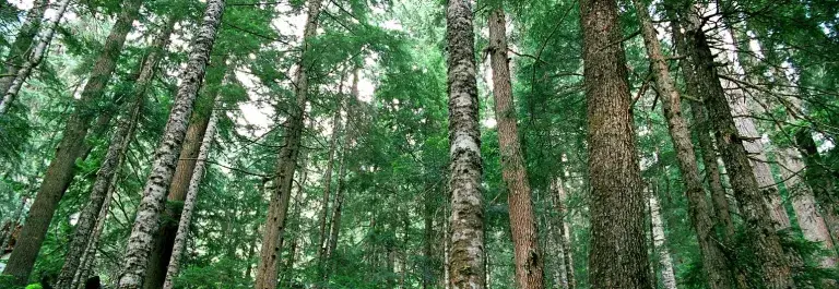 Temperate Rainforest, Jason Normann Rainforest Alliance 2009