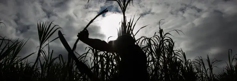 Photograph by James A. Rodriguez. © 2015 Fair Trade USA