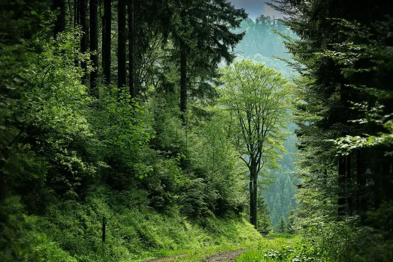 Forest © Pexels