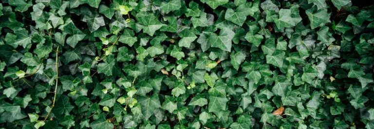 ivy