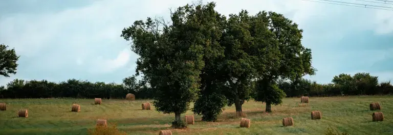tree
