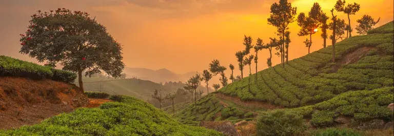 Indian agricultural landscape at sunset with orange sky