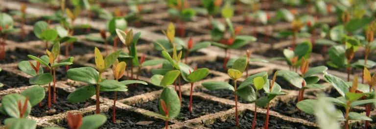 Saplings growing in soil in Chile © Forest Stewardship Council