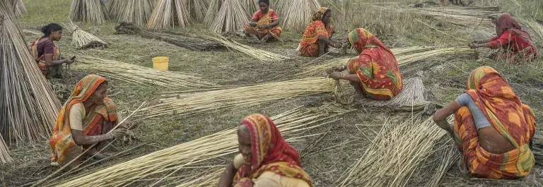 Women working at the jute harvest in a field, sorting the stalks. SUJAN SARKAR / Climate Visuals Countdown