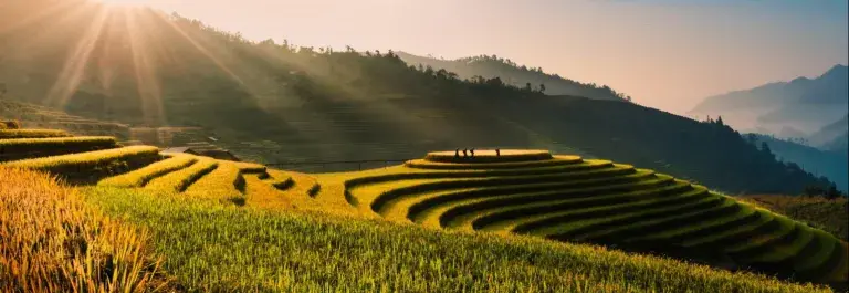 Terrace farming with lush green and yellow tones on a mountain side