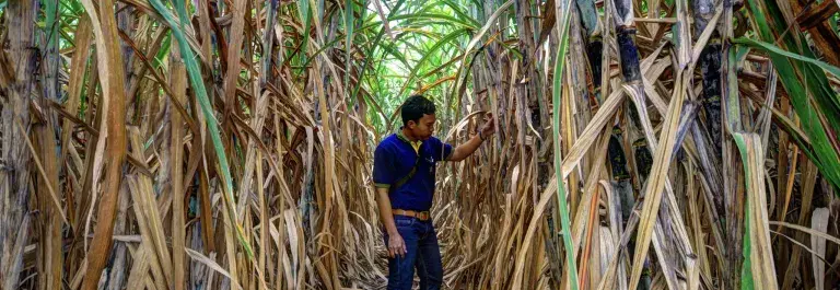 A man in a blue shirt and jeans stands between rows of sugarcane, inspecting one of the plants 